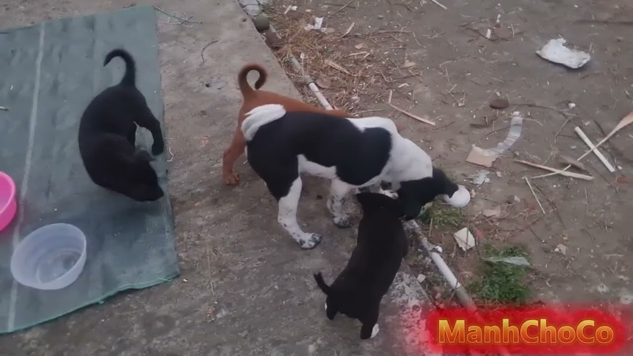 Mua 2 cục xương bò làm đồ chơi cho tội nhỏ| I bought two beef bones to use as toys for my dogs.