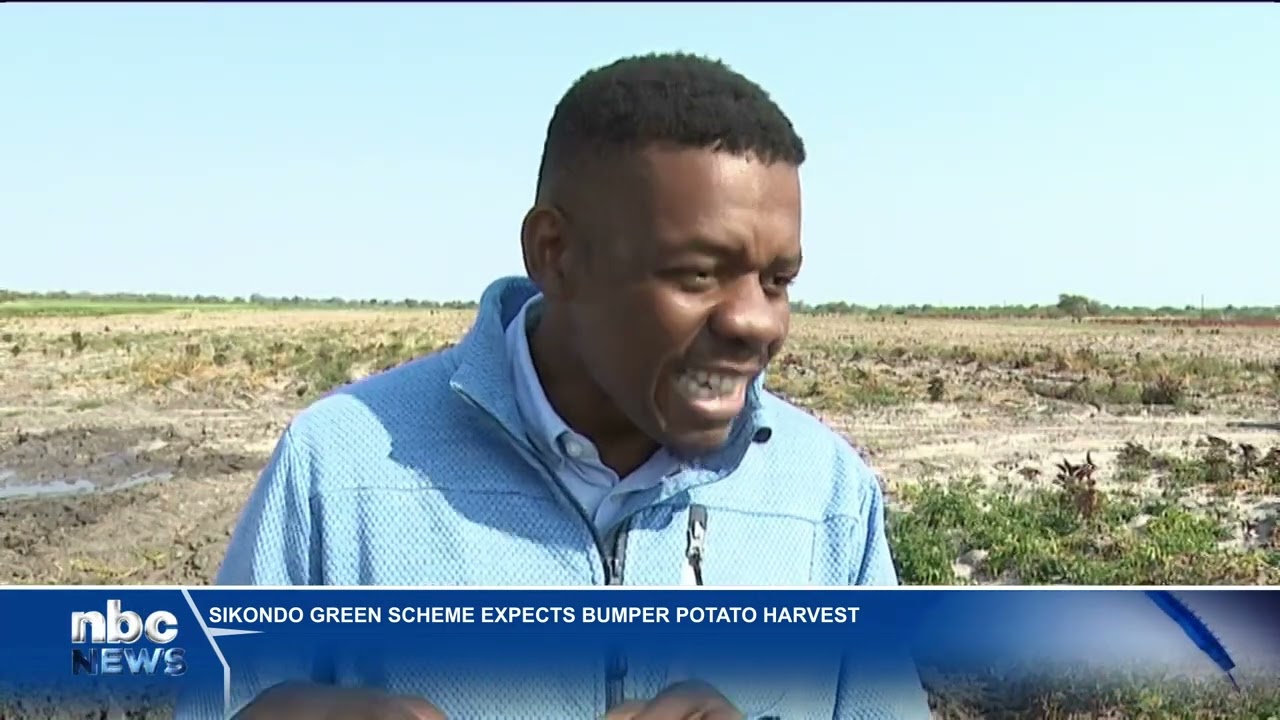 Potato harvest underway at Sikondo Green Scheme - nbc
