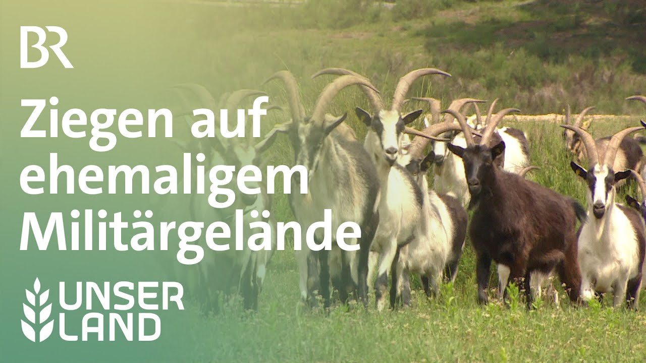 Ziegen auf ehemaligem Militärgelände | Unser Land | BR Fernsehen