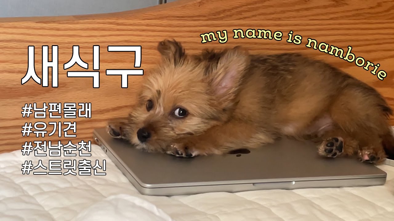 순천에서 온 유기견/ 얼굴은 여우, 몸매는 멧돼지 같은 보리 한 달 과정 💗