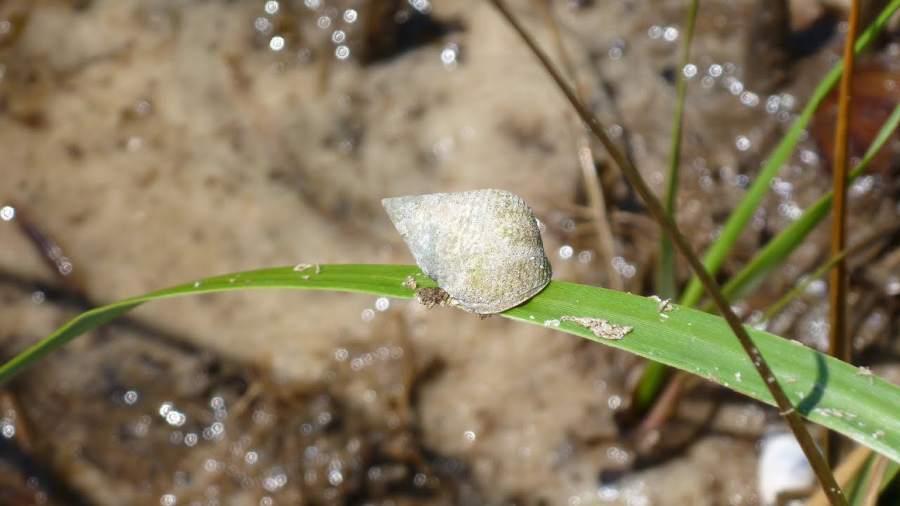 Biodiversity and Salt Marsh Die-Off: In the Grass, On the Reef