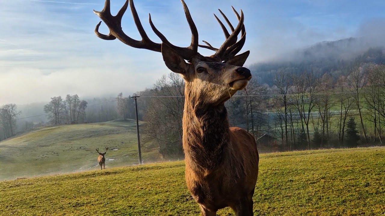 Majestätischer Auftritt der Rothirsche -Deutschlands Wildtier des Jahres 2026