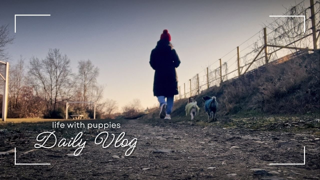 DAILY VLOG l life with dogs 🐶🐶