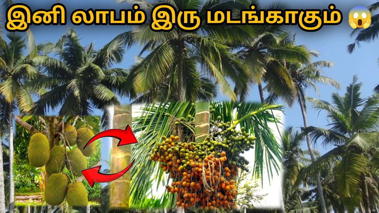 தென்னந்தோப்பில் ஊடு பயிராய் நடவு செய்யப்பட்ட பழமரம் 🌱🌴