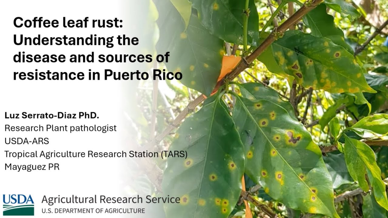 Coffee Leaf Rust: Understanding the Disease and Sources of Resistance in Puerto Rico