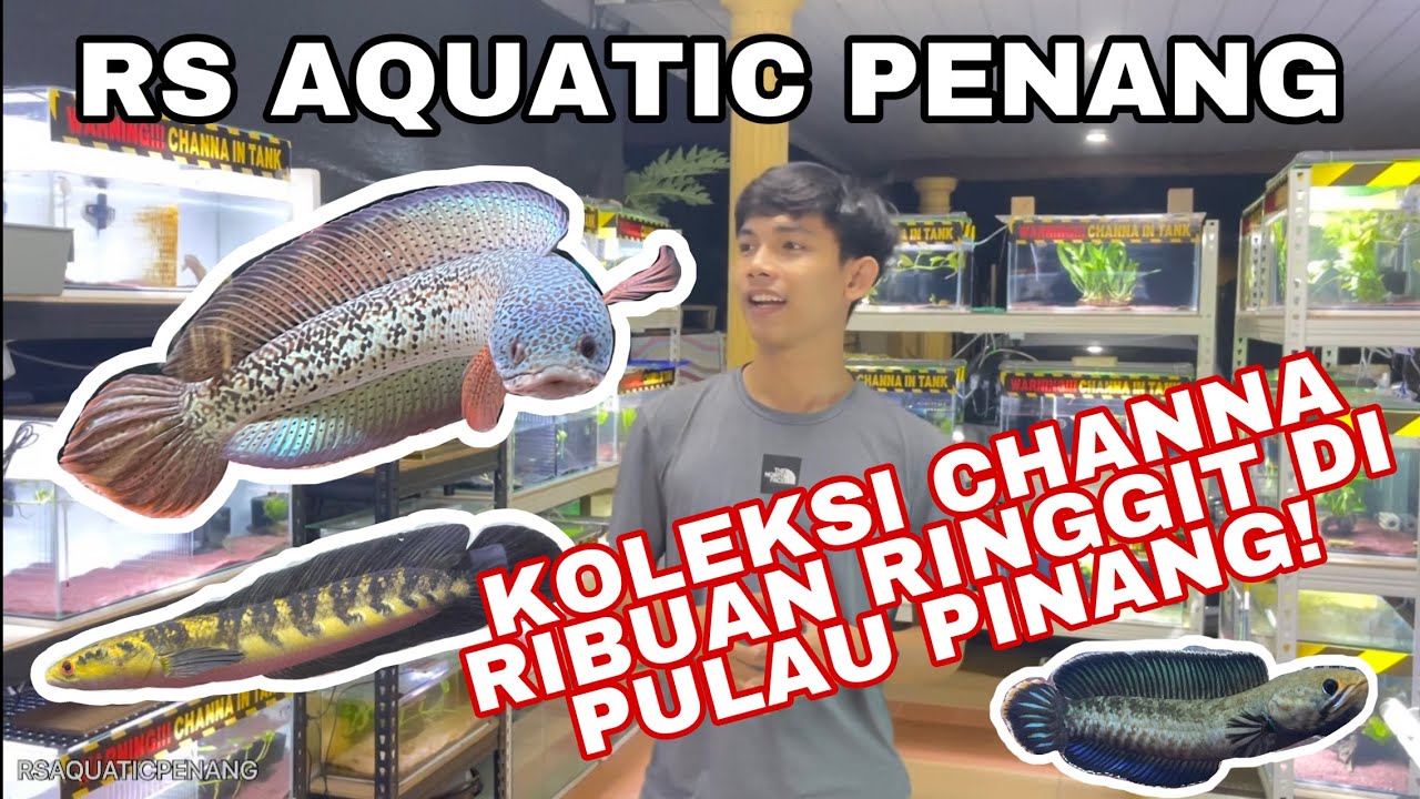 KOLEKSI CHANNA RIBUAN RINGGIT DI PULAU PINANG!!