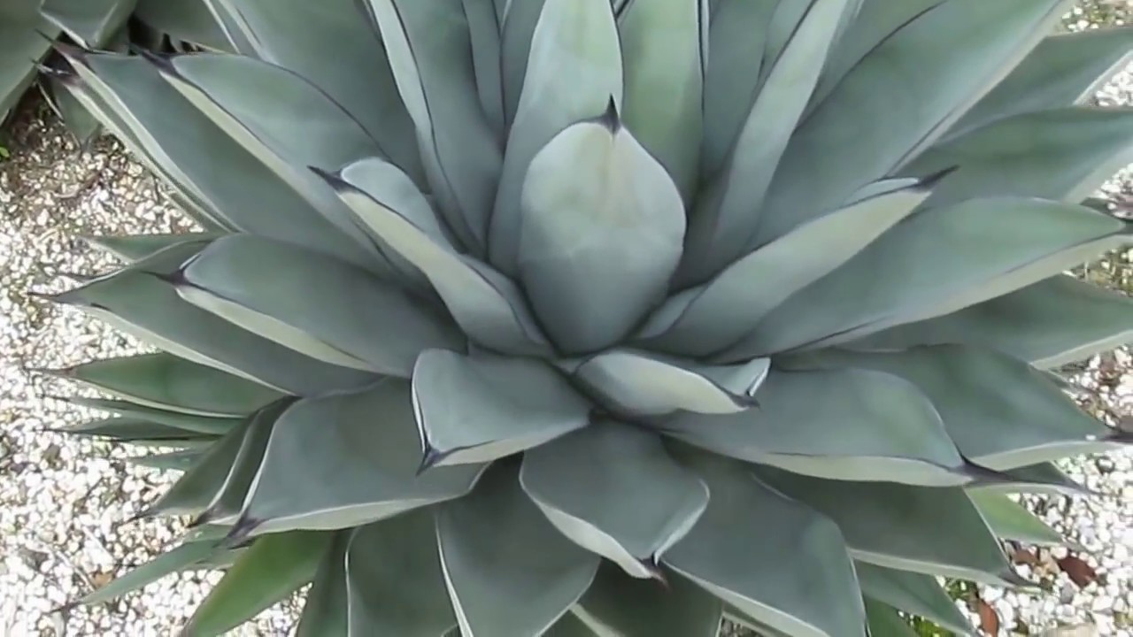 AGAVE GALLERY: Sharkskin Agave  Agave nigra  Very cold hardy