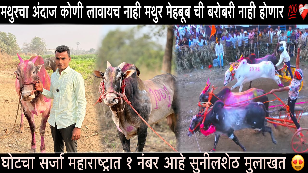 सैराट चे मालक सुनीलशेठ मुलाखत | मथुरचा अंदाज कोणी लावायच नाही . मथुर मेहबूब ची बरोबरी नाही होणार 💯