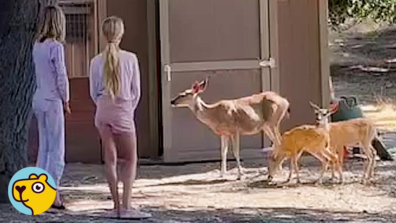 Pregnant Deer Introduced Her Tiny Calves To Twin Humans