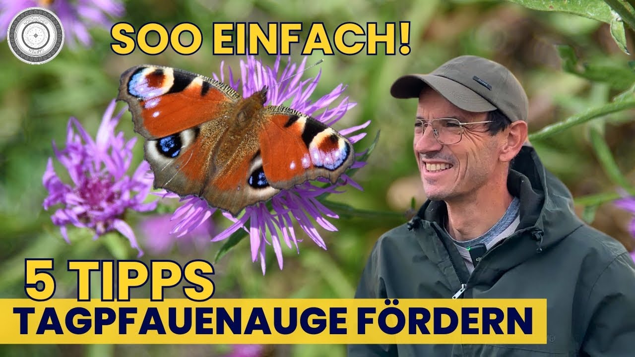 Unterstütze des TAGPFAUENAUGE - 5 Schritte Schmetterlingsparadies im eigenen Garten!
