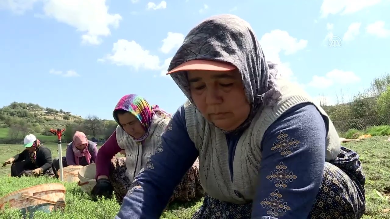 Depremler Hatay'ın Altınözü ilçesindeki zahter üretimini olumsuz etkiledi