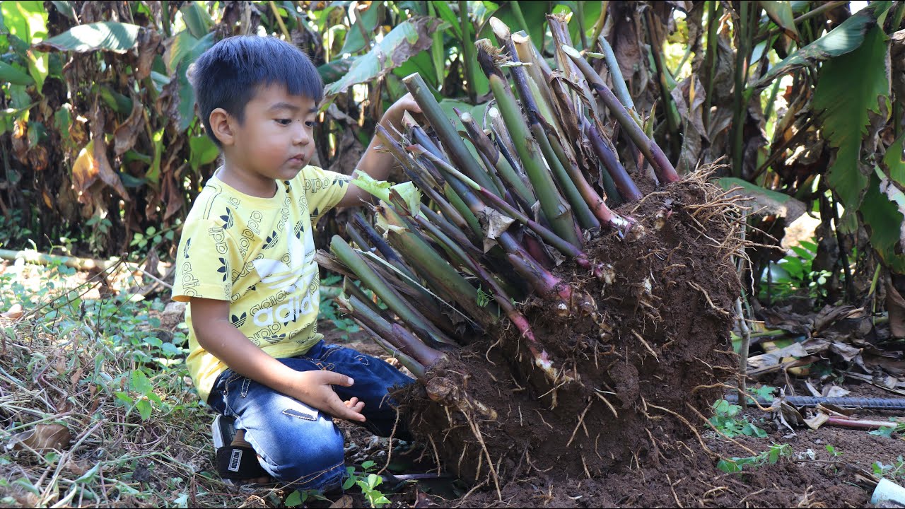 Have you ever seen Arrowroot at your place? / Seyhak and grandma dig Arrowroot / Cooking for family