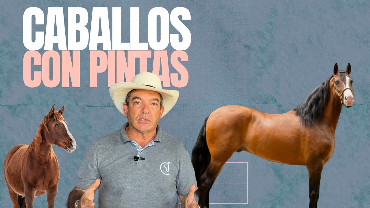 ¿Las pintas definen un caballo? Mi posición frente a la nueva resolución de Fedequinas