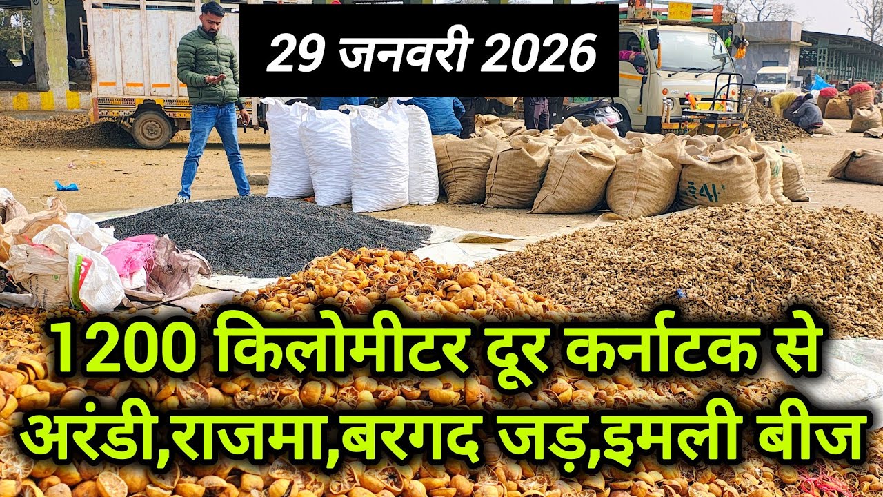 कर्नाटक से किसान लेकर आया 10 टन औषधियां 🤯🤯 ।। औषधि मंडी नीमच ।। Ashish Dhakad ।। Neemuch Mandi Bhav 