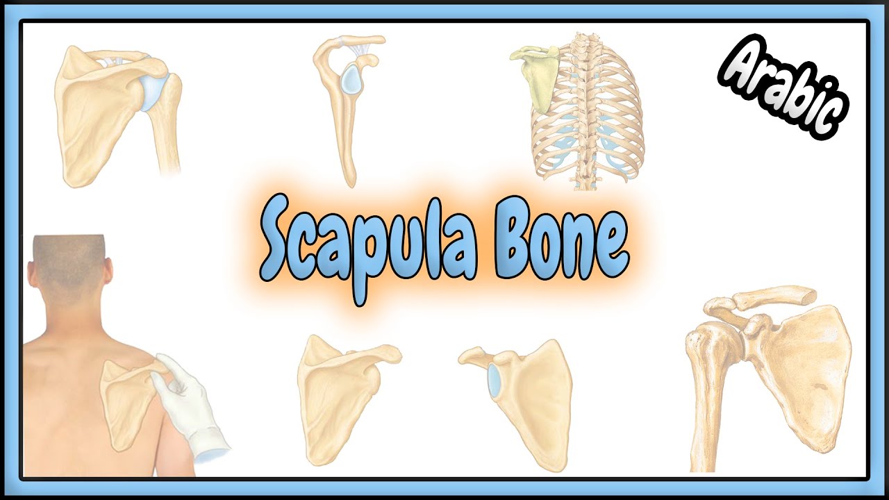 3. Scapula Bone Anatomy || تشريح عظم لوح الكتف