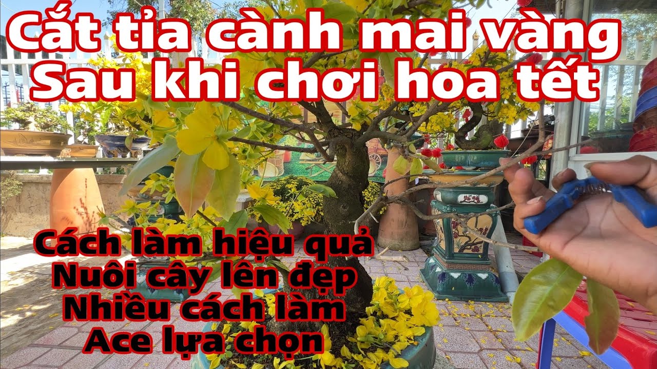 Chăm sóc mai vàng sau khi chơi tết