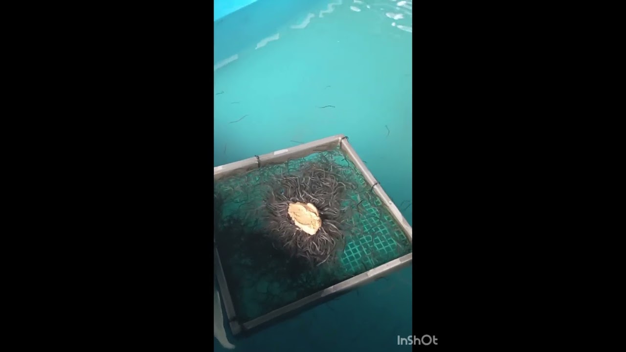 glass eel ( budidaya sidat)