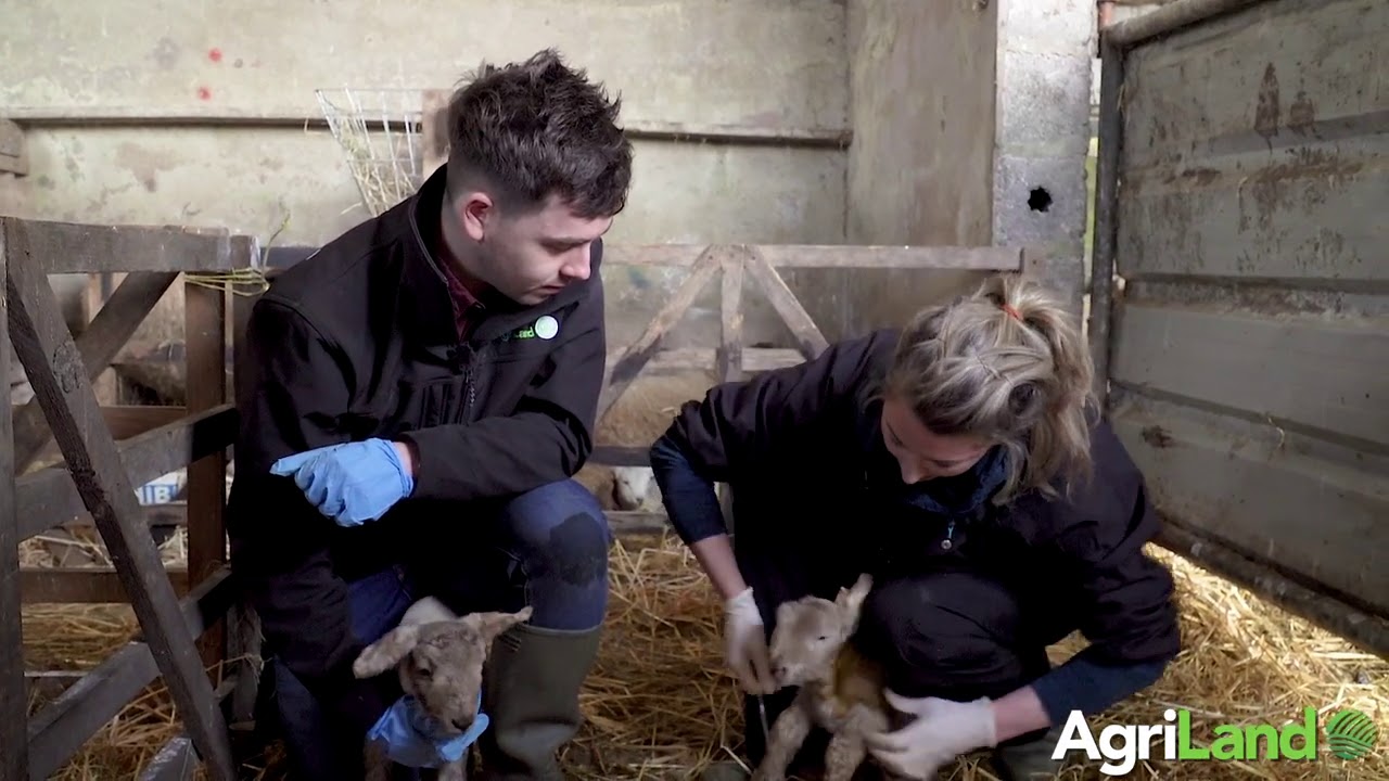 The benefits of colostrum and how to tube feed a newborn lamb