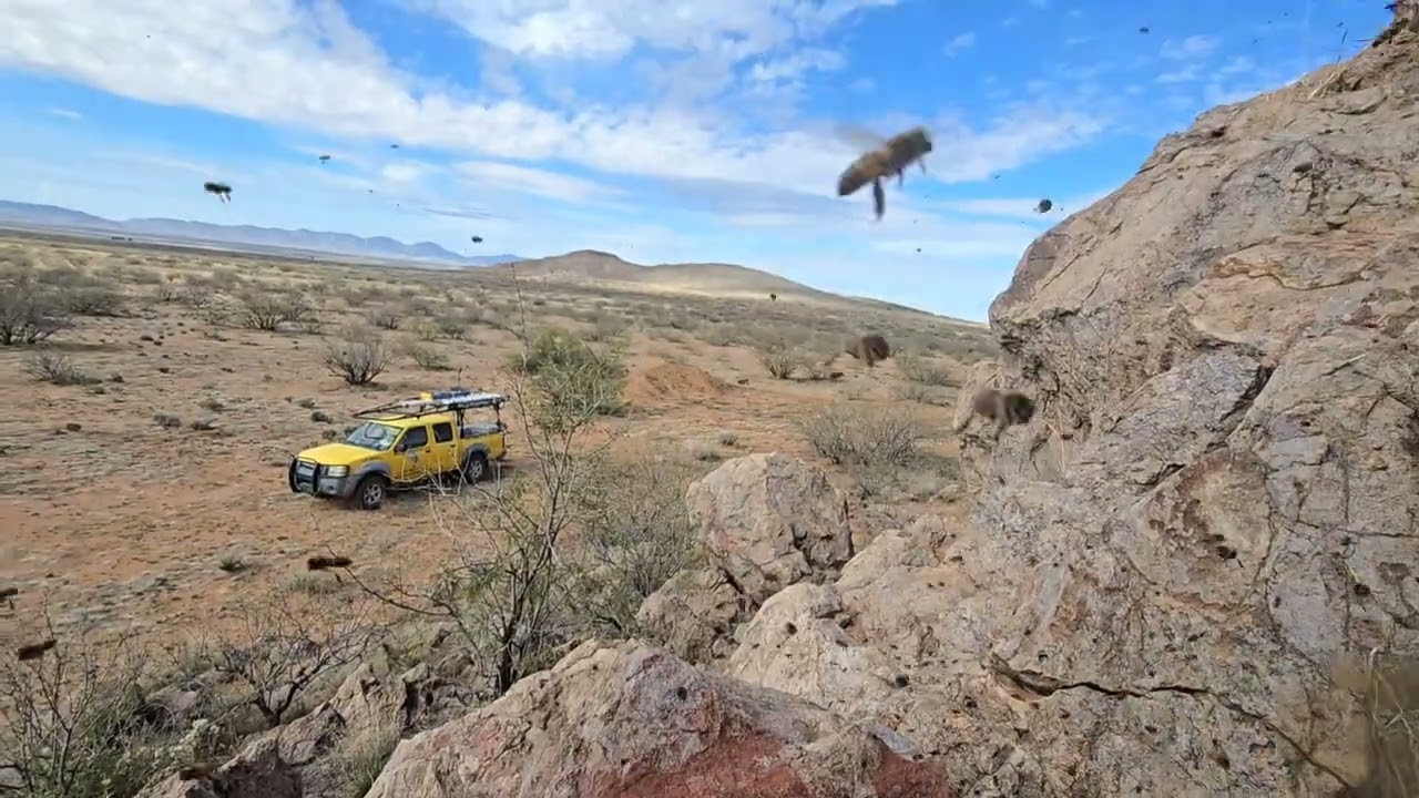 Bouldering with Killer Bees 