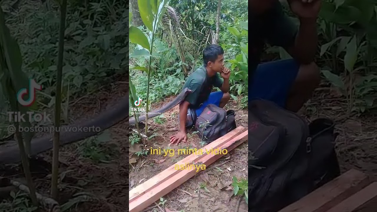 tinuklaw ng cobra.