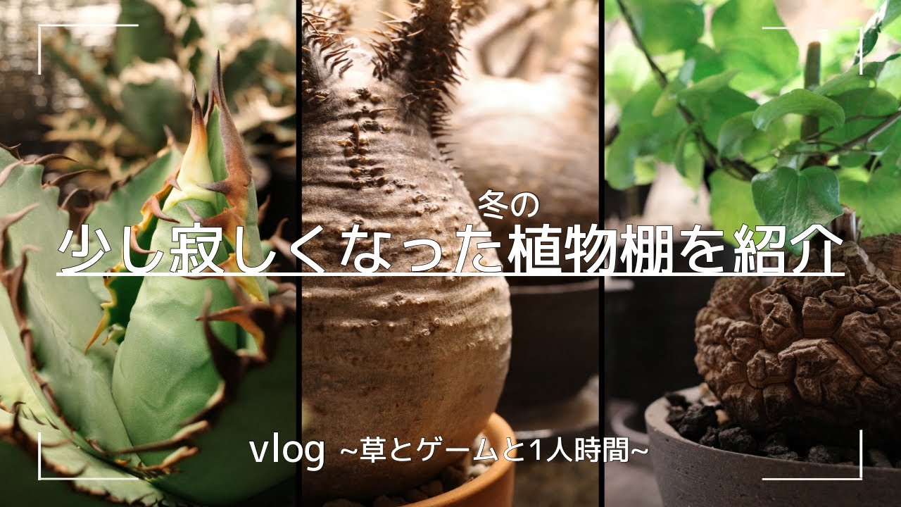 vlog | (ほんの)少し寂しくなった冬の植物棚