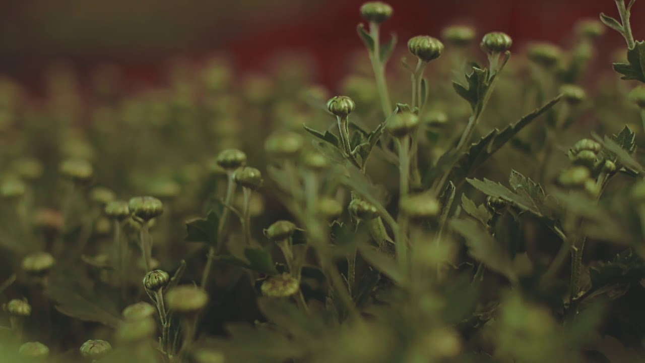 Close-Up View Of Flower Buds - Free Stock Creative Commons Video