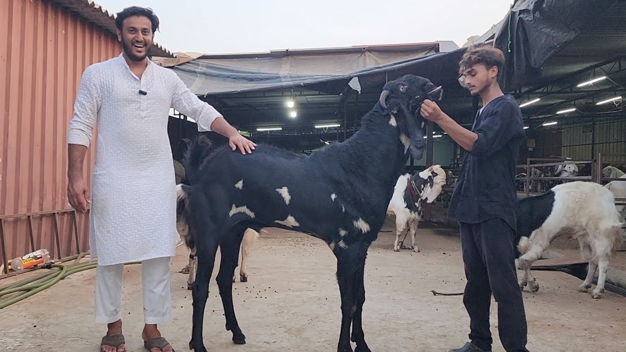Heaviest Andul Collection Of Al Adl Goat Farm Mahapoli Bhiwandi | Amir Bhai Ki Tyaari.