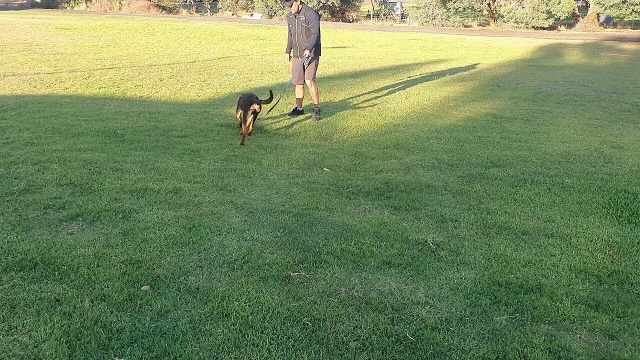 Ivan Balabanovs Training Without Conflict style with Max