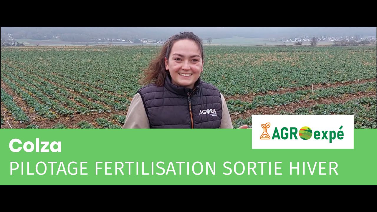 Expérimentation : fertilisation colza sortie hiver 2024