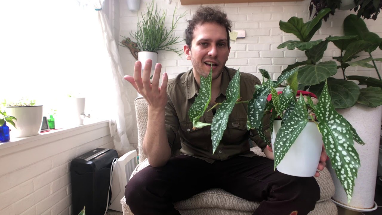 Propagating Begonia Maculata