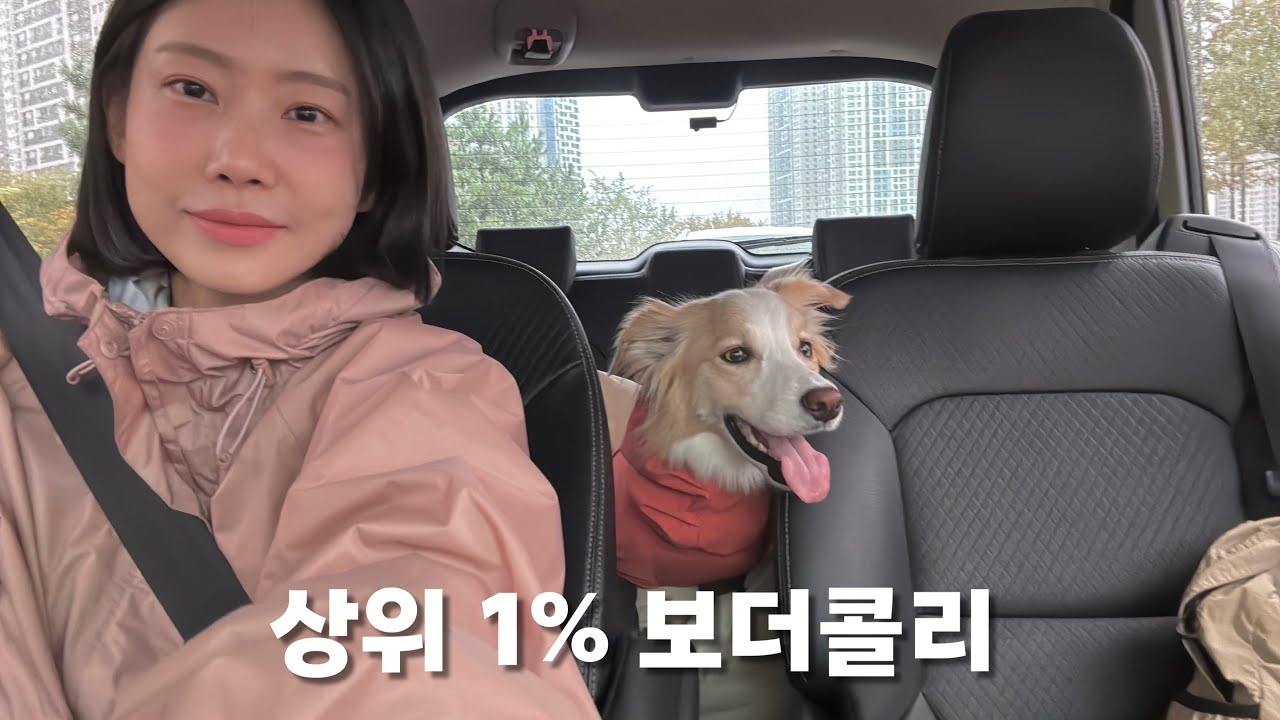 상위 1% 보더콜리와 산다는 건