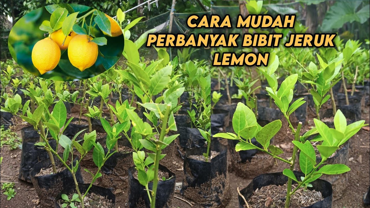 PERBANYAK BIBIT TANAMAN JERUK LEMON DENGAN STEK