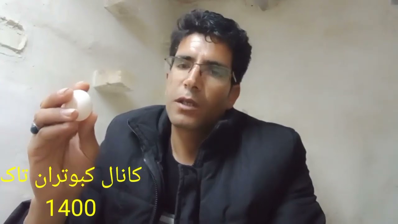 تشخیص سالم بودن تخم کبوتر