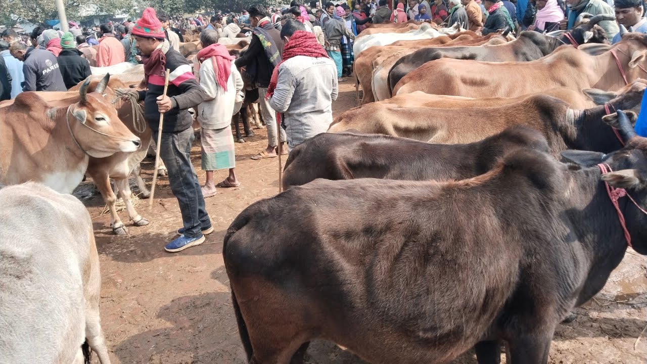 ১৩/১/২৬/মন শান্তি করা হাড্ডিস্যার ইন্ডিয়ান বলদ গরু শিমিত দামে01773949974