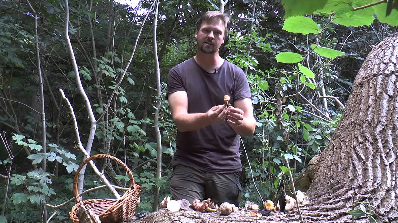 TV Horsens - Dét Derude Spisesvampe