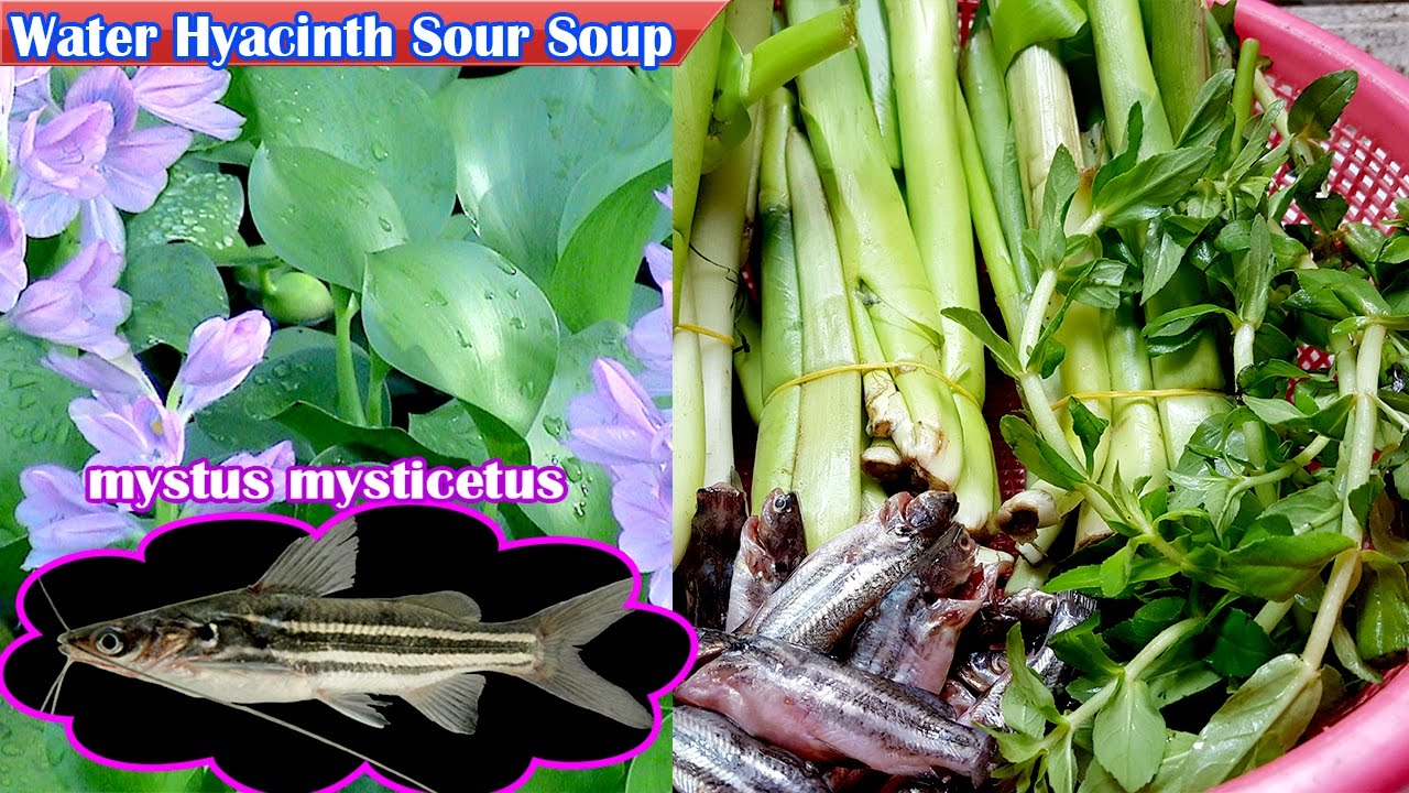Water Hyacinth Sour Soup, Culinary Cooking, Homemade food
