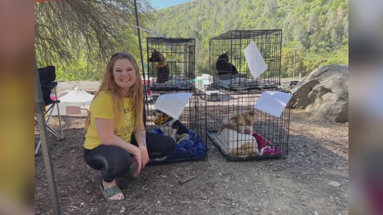 #GirlPower: Woman has fostered hundreds of animals through Animal Compassion Team