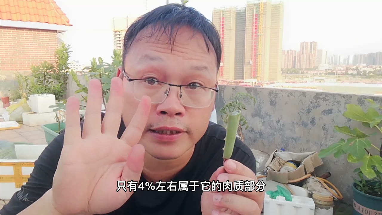 芦荟只是盆栽？错了，用它做成“生根粉”，比买的好