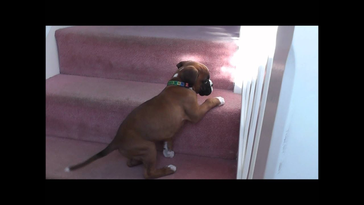 Boxer Puppy climbing stairs for first time :)