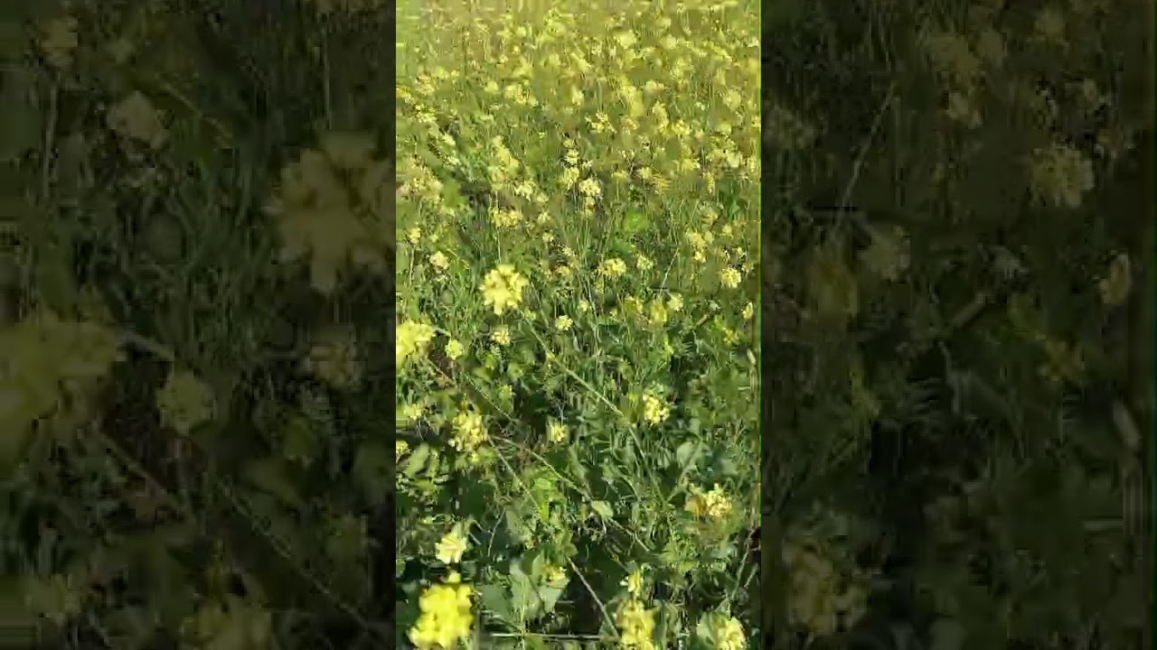 هذه الطبيعه تبارك الله.