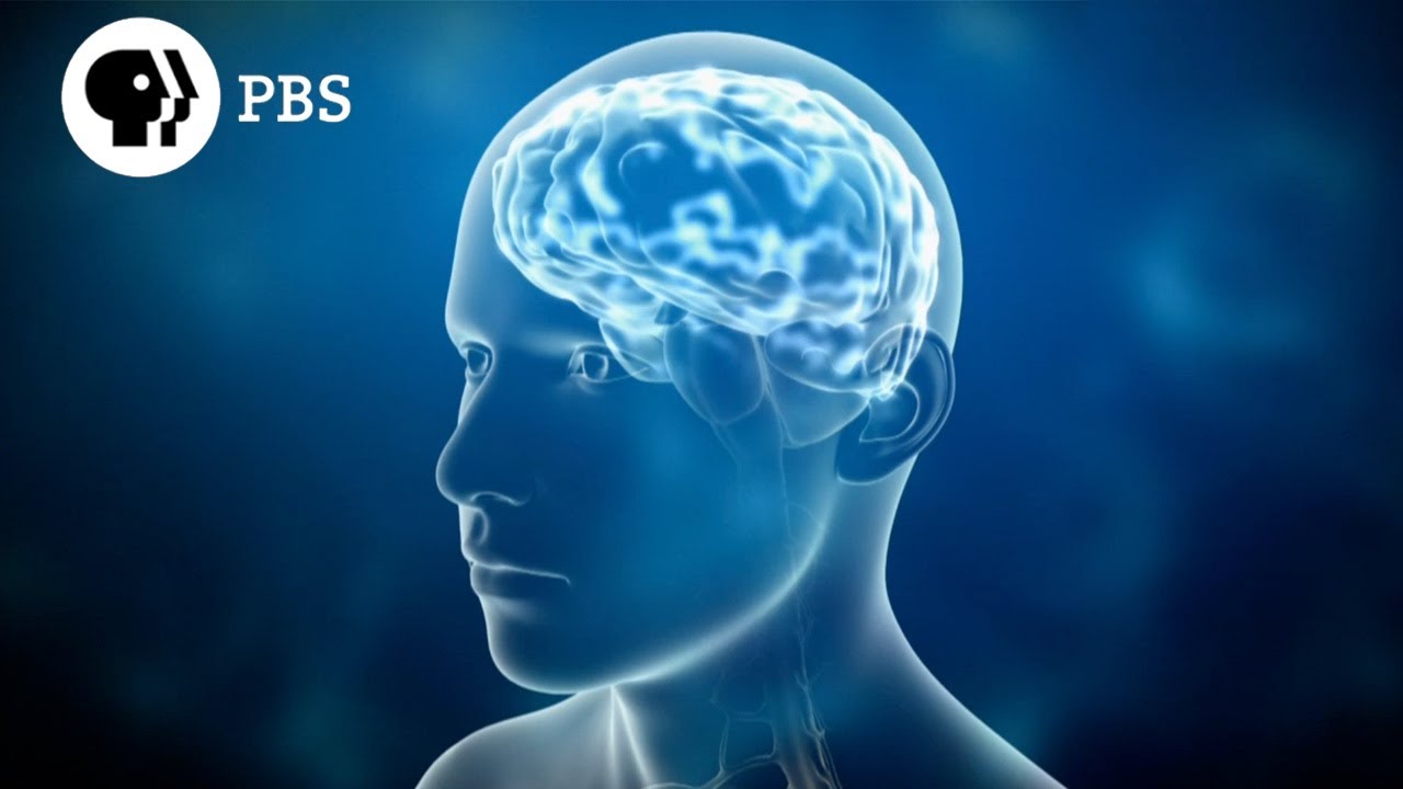 SMARTER BRAINS excerpt -- 