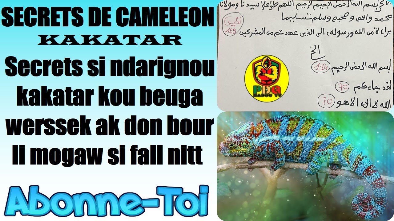 SECRETS DE CAMELEON KAKATAR ndarignou kakatar kou beuga werssek ak don bour li mogaw si fall nitt..✅