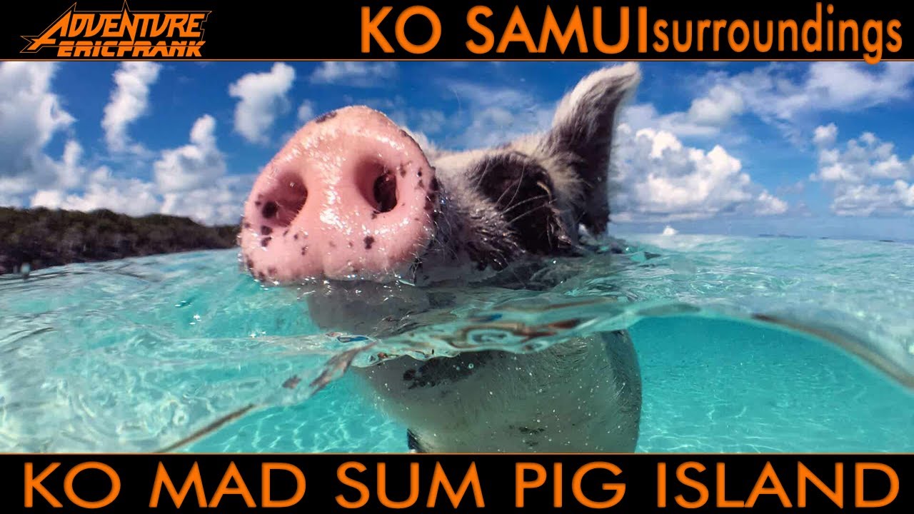 Ko Mad Sum Pig Island: Ein außergewöhnliches Paradies