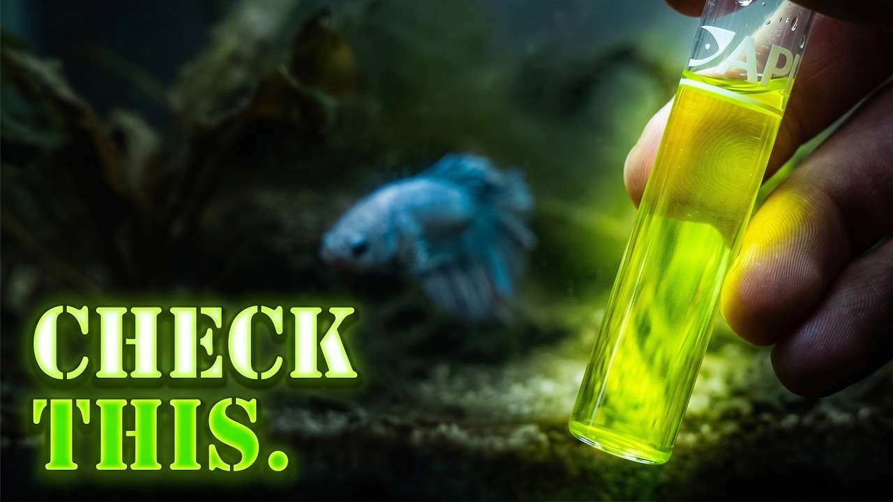 Fish Keep Dying? 5 Hidden Reasons (Fix These Now)