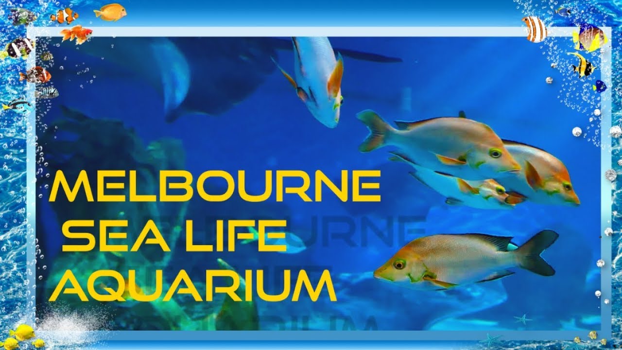 MELBOURNE AQUARIUM - SEA LIFE MELBOURNE CITY AUSTRALIA