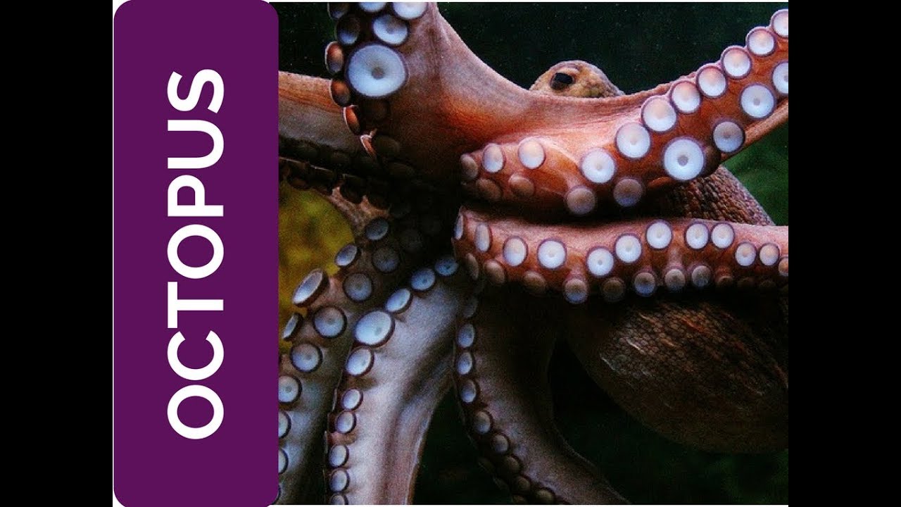 OCTOPUS Meaning: flexibility, all is provided (Spirit Animal, Power Animal and Totem Series)