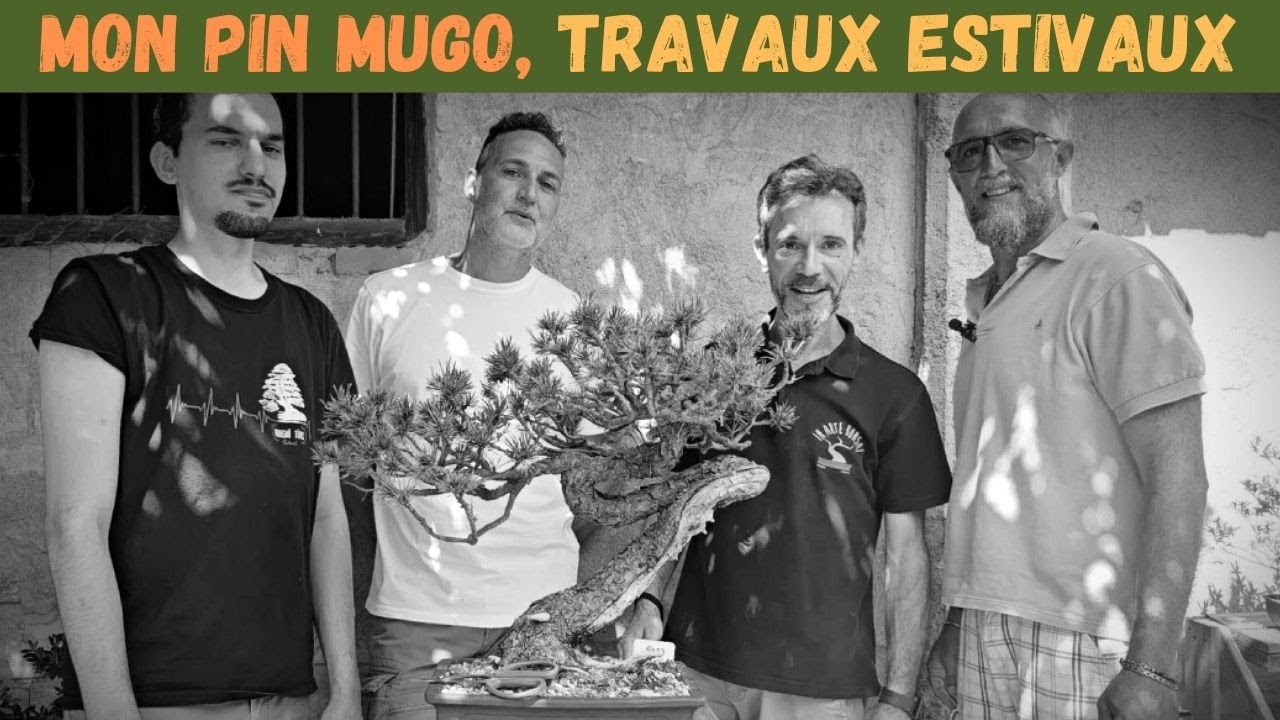 Travail d'été sur mon pin mugo, avec les amis italiens