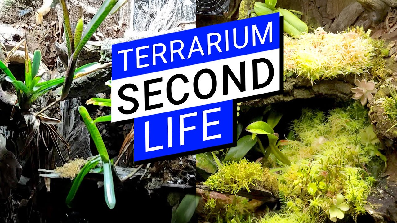 🌿 How to transform a dry terrarium into a little jungle 💚 Creating a plant terrarium