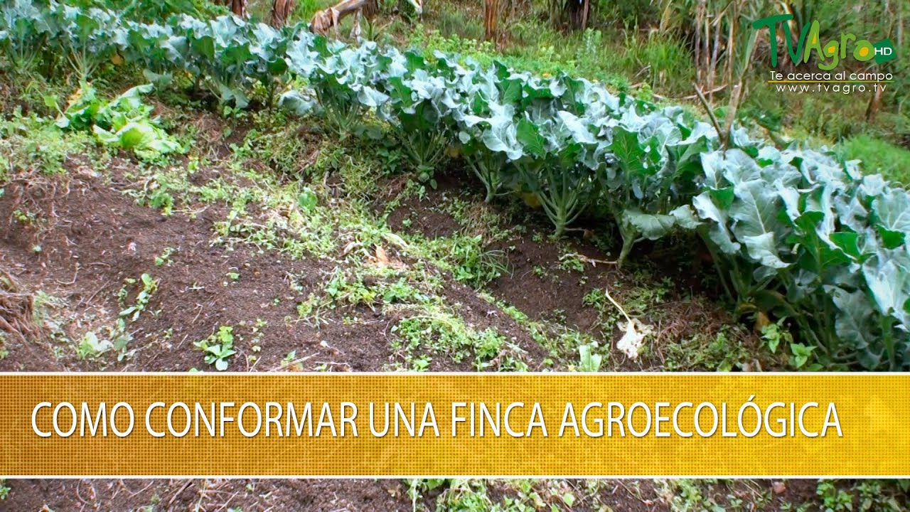 Como Conformar una Finca Agroecologica- TvAgro por Juan Gonzalo Angel Restrepo