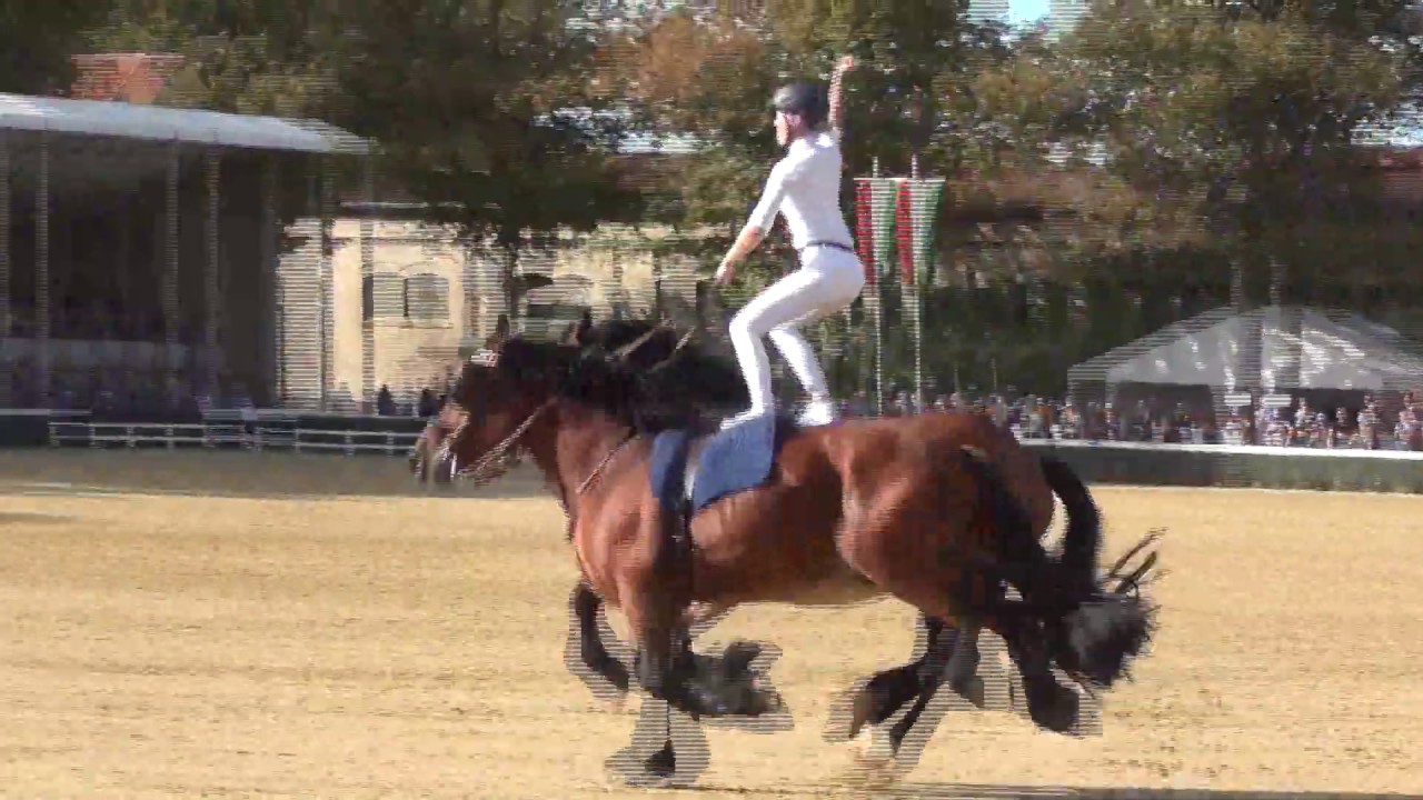 Ungarische Post mit Sara Kemper - Hengstparade NRW-Landgest&uuml;t Warendorf 2019